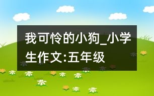 我可憐的小狗_小學(xué)生作文:五年級(jí)