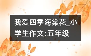 我愛四季海棠花_小學(xué)生作文:五年級(jí)