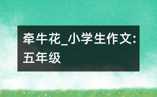 牽牛花_小學(xué)生作文:五年級(jí)