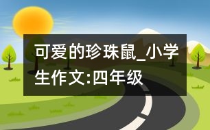 可愛的珍珠鼠_小學(xué)生作文:四年級