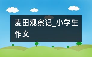 麥田觀察記_小學生作文