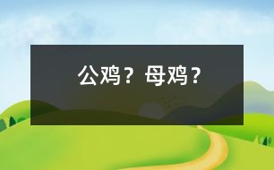 公雞？母雞？