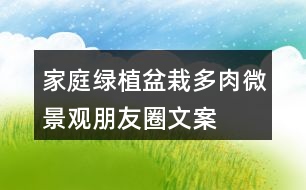 家庭綠植盆栽、多肉、微景觀朋友圈文案40句