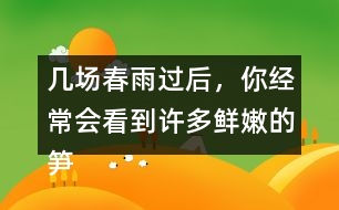 幾場春雨過后，你經(jīng)常會看到許多鮮嫩的筍，成群的從土里探出來，找到文中類似的句子