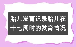 胎兒發(fā)育記錄：胎兒在十七周時的發(fā)育情況