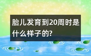 胎兒發(fā)育到20周時是什么樣子的?