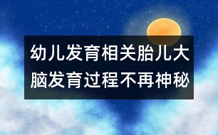 幼兒發(fā)育相關(guān)：胎兒大腦發(fā)育過程不再神秘