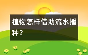植物怎樣借助流水播種？
