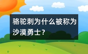 駱駝刺為什么被稱為“沙漠勇士”？